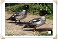 Quattr'occhi (Bucephala clangula)